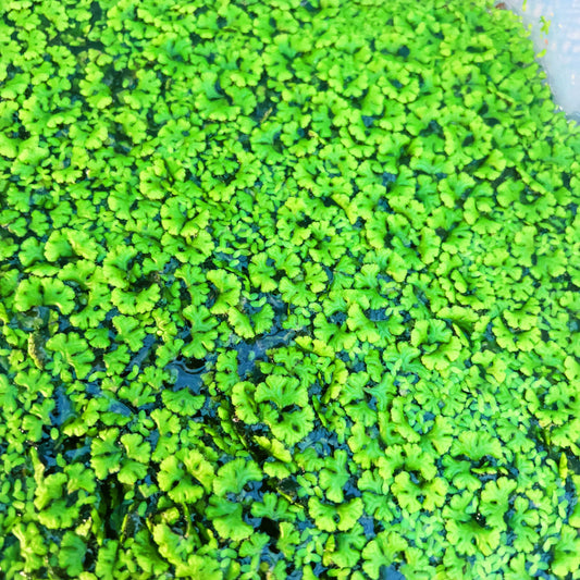 100+ purple fringed riccia & duckweed mixed buy 2 get 1 free