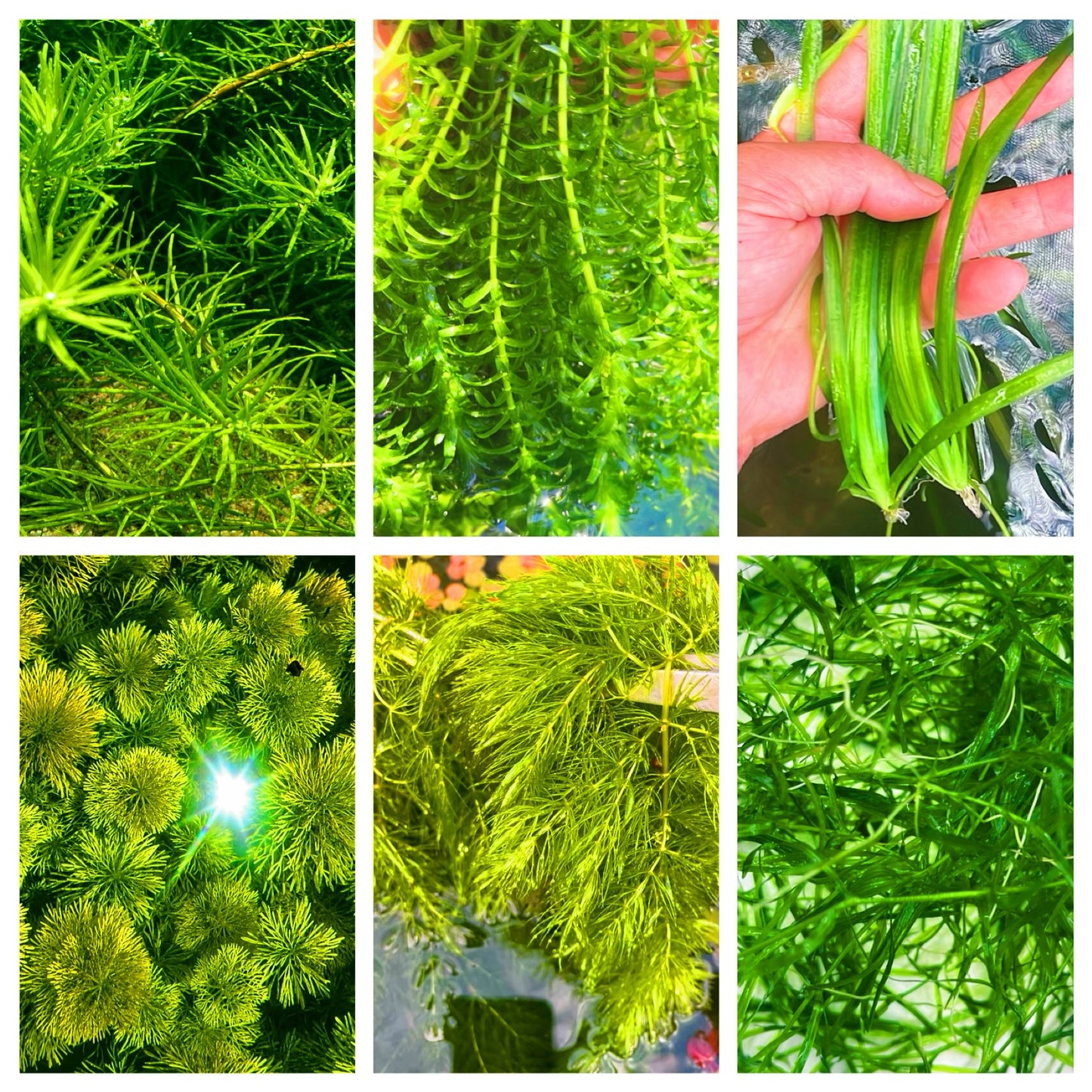 Aquarium Plants Bundle Live Freshwater Stem Plant Combo 6 Types Buy 2 Get 1 Free