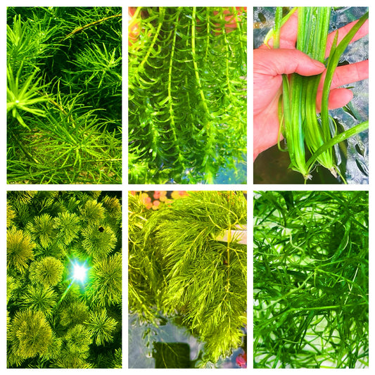 Aquarium Plants Bundle Live Freshwater Stem Plant Combo 6 Types Buy 2 Get 1 Free