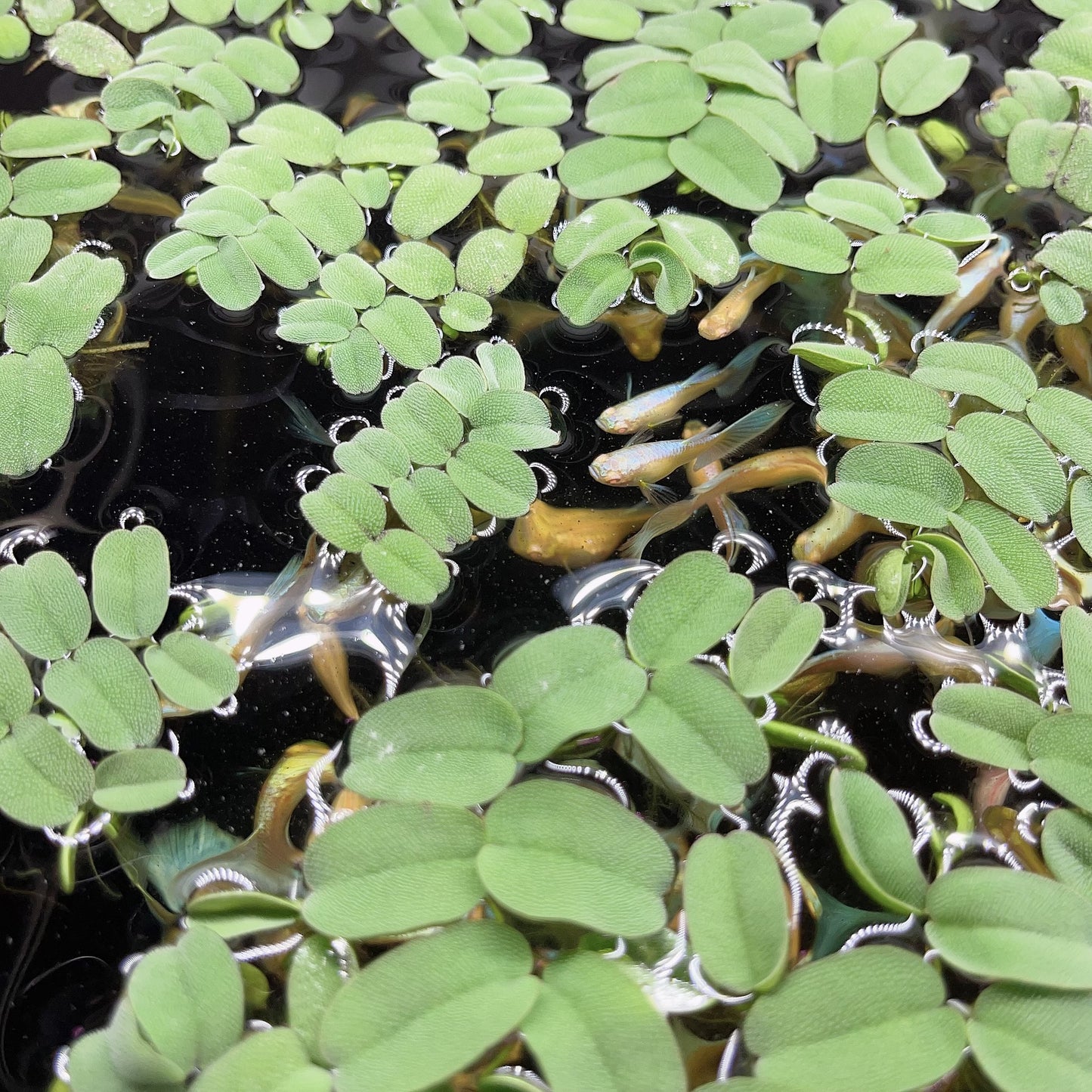 6 Different Species  Floating Plant Combo Mix Live Aquarium  Buy 2 Get 1 Free
