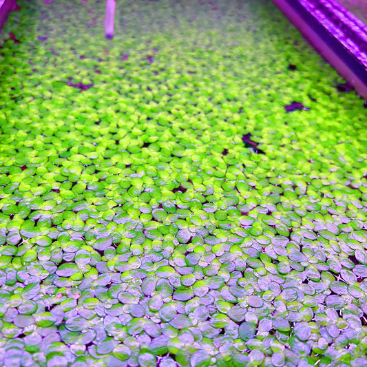 100+ Giant duckweed live floating aquarium plant buy 2 get 1 free