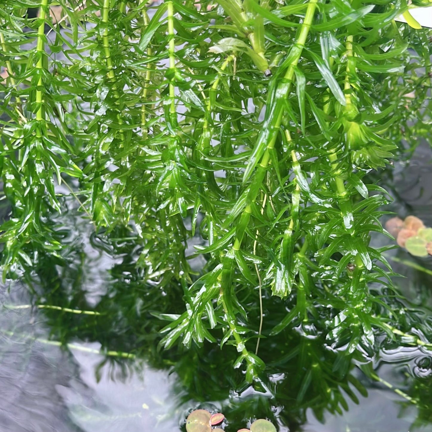 Combo: Ambulia + Guppy Grass+ Anacharis+  Pearl Weed Aquarium Plant BUY2GET1FREE