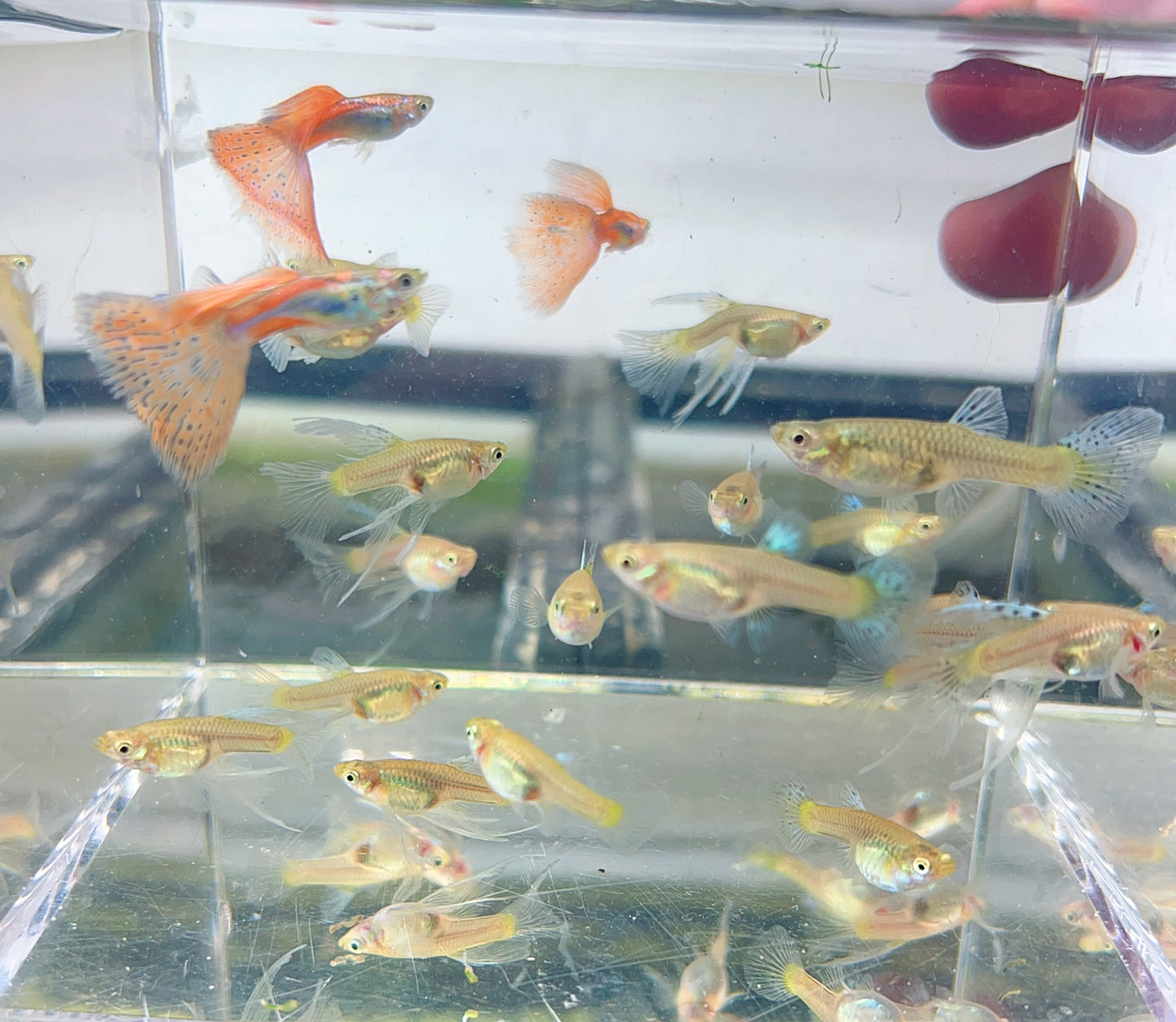Blue red grass guppy