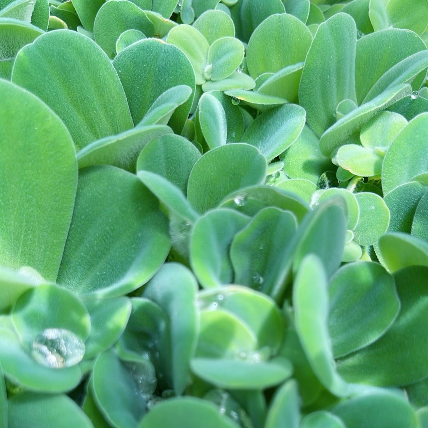 10+ medium water lettuce floating live aquarium plant BUY 2 GET 1 FREE