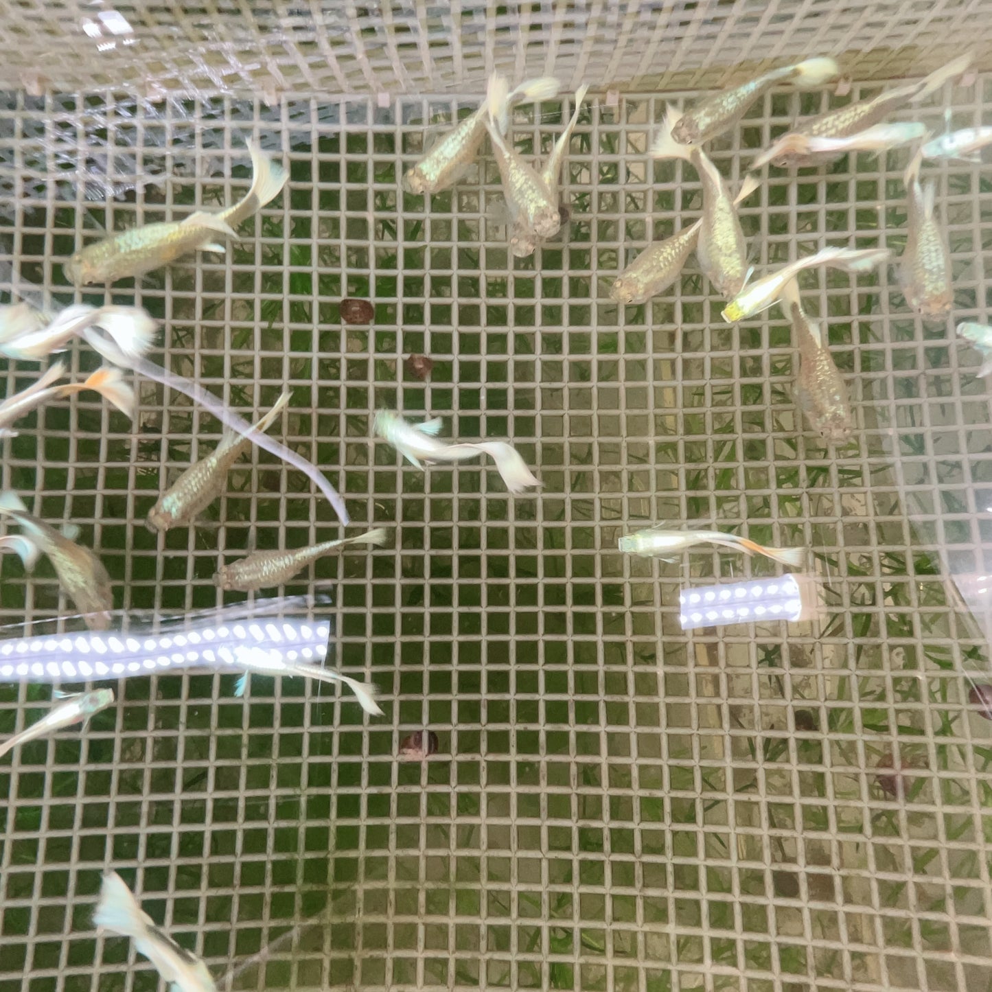 German White guppy