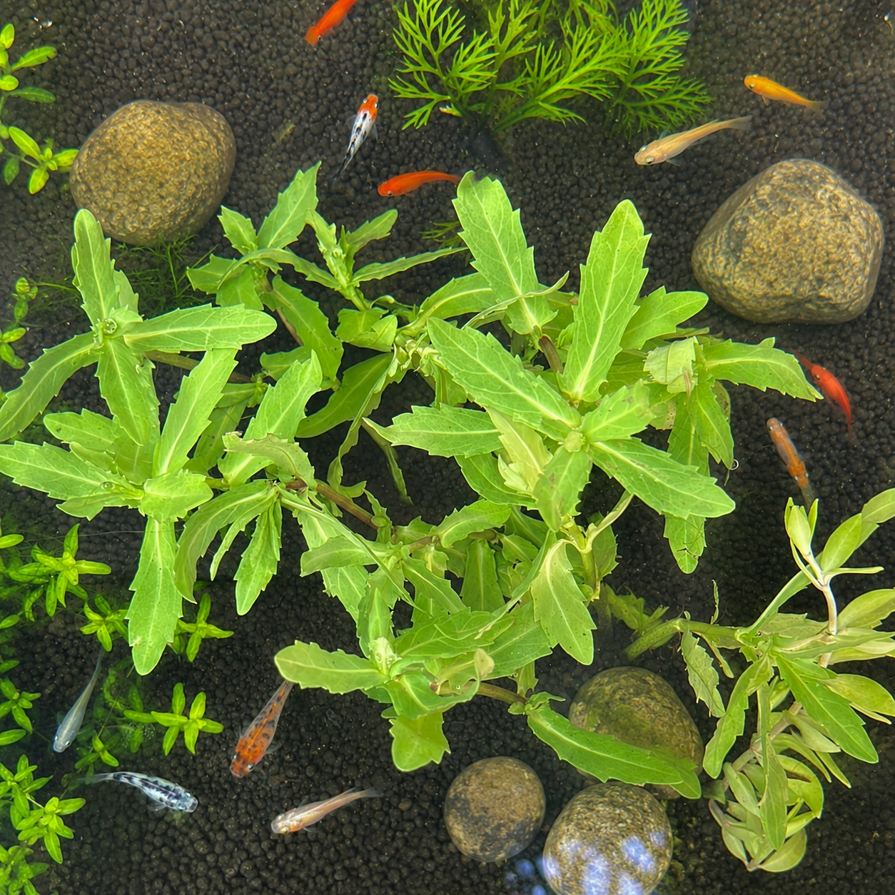 8+ Cutting Limnophila Hippuridoides(ngổ Trâu) Aquarium Plant – BUY 2GET 1 FREE
