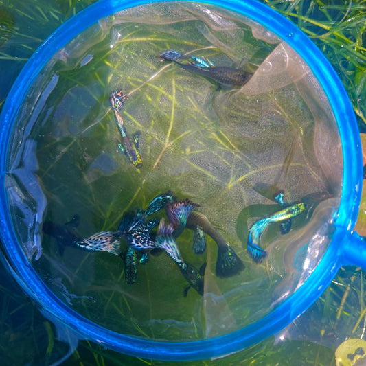 Blue green dragon guppy