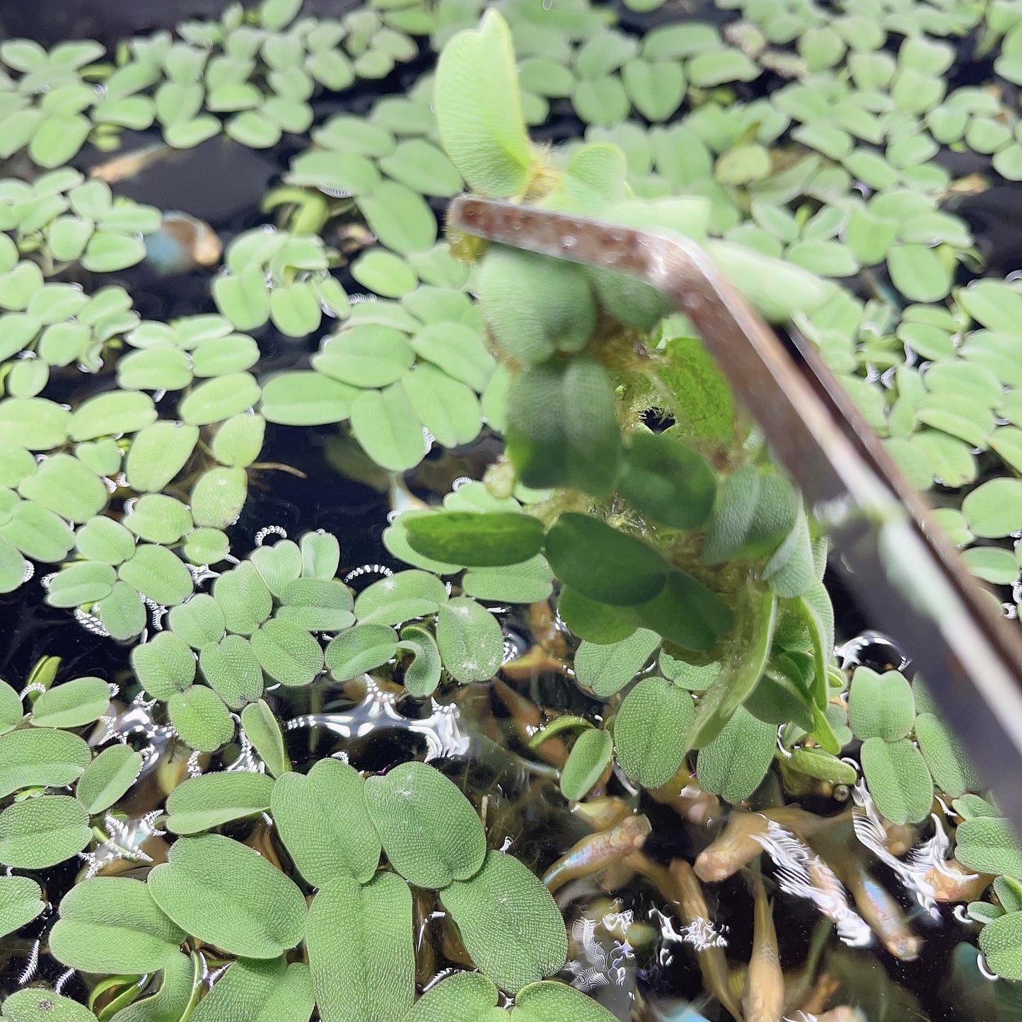 6 Different Species  Floating Plant Combo Mix Live Aquarium  Buy 2 Get 1 Free