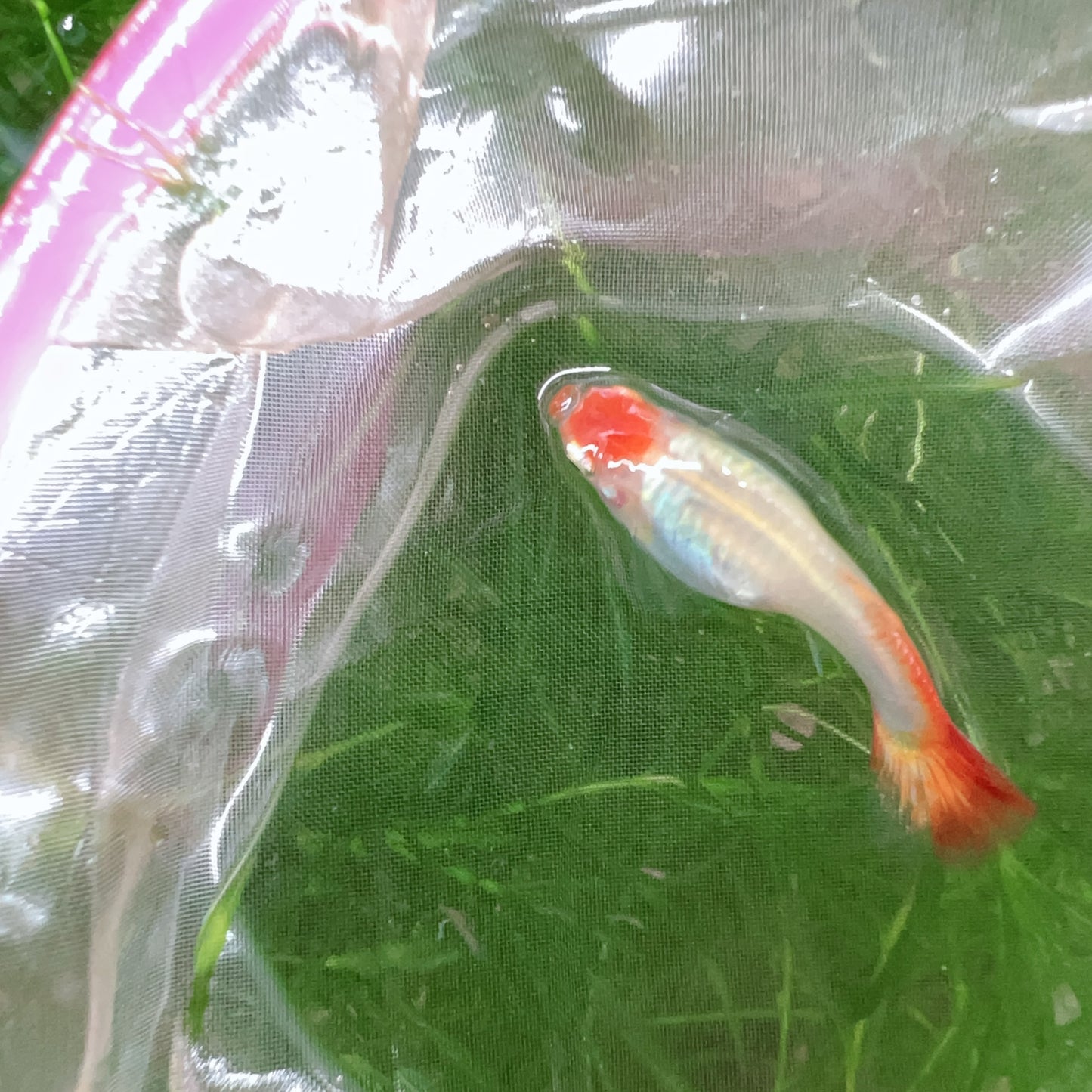 Wild koi guppy