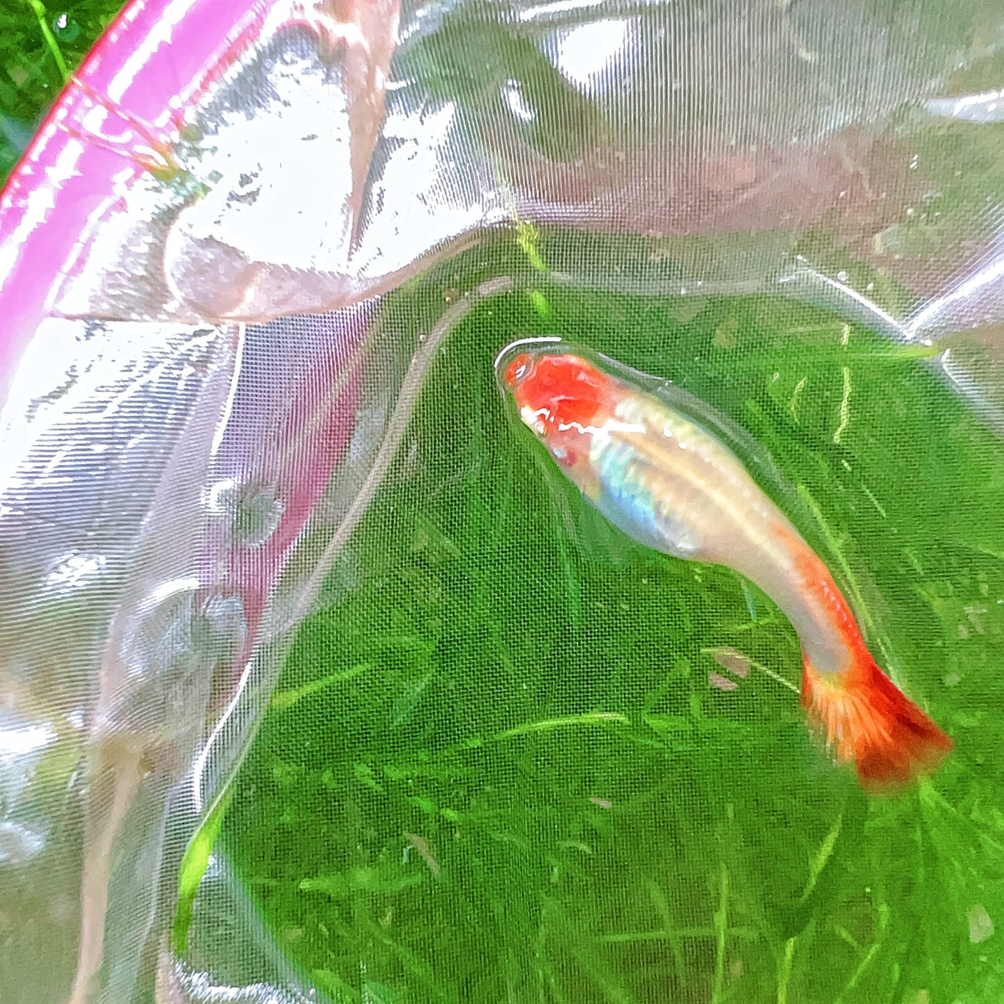 Wild koi guppy