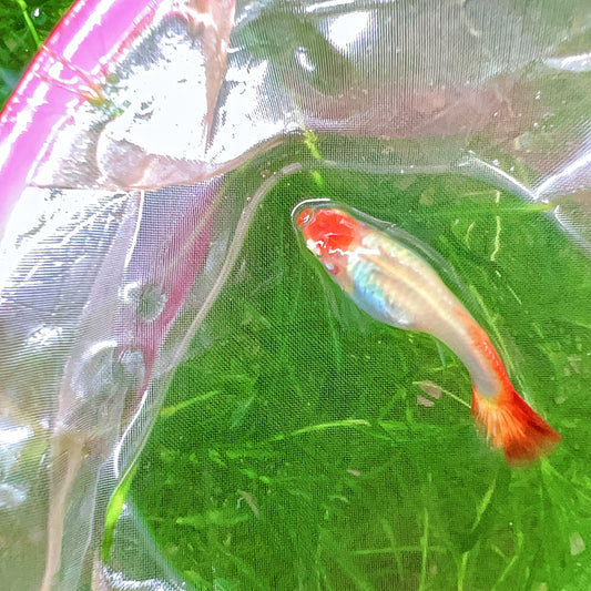 Wild koi guppy