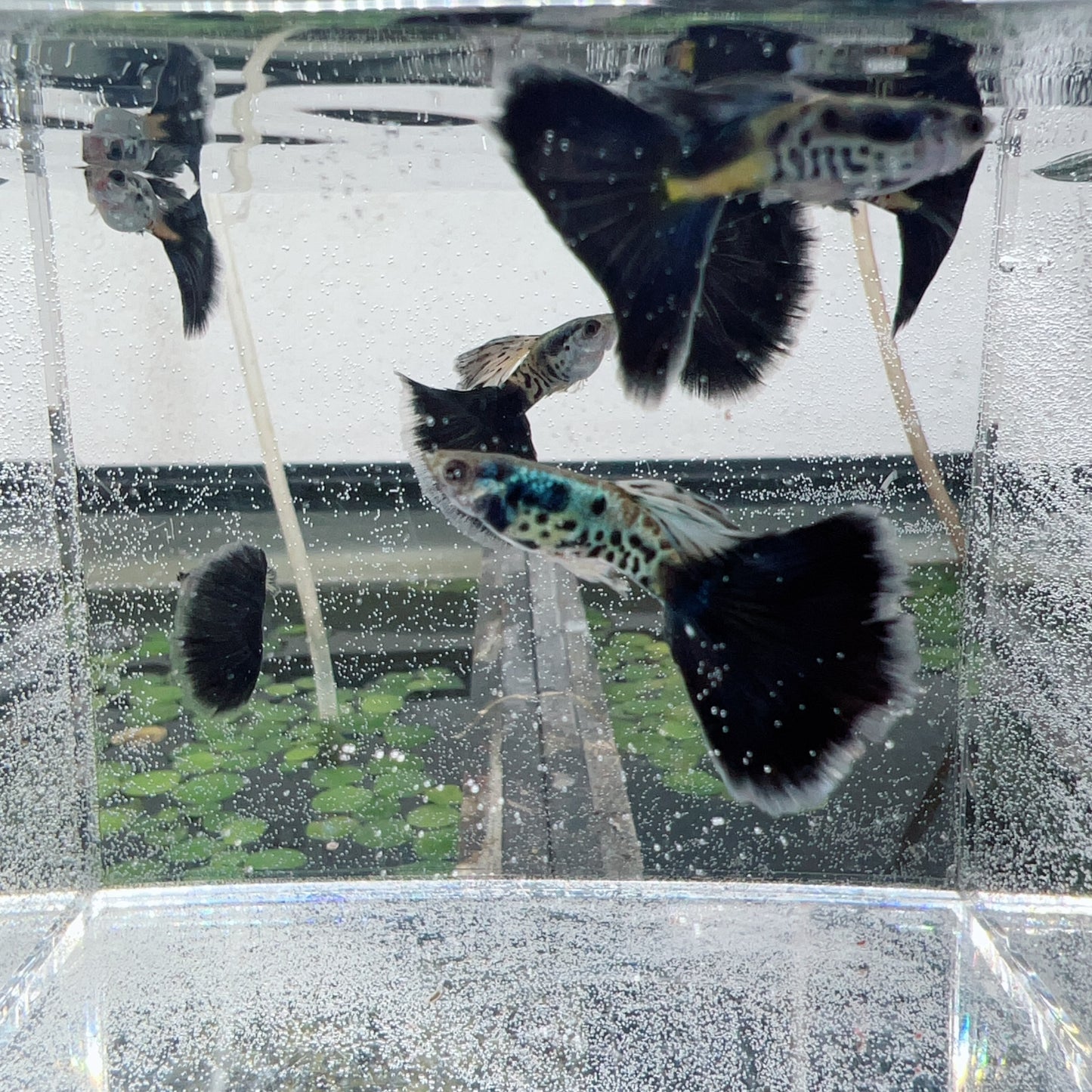 Galaxy blue tail guppy