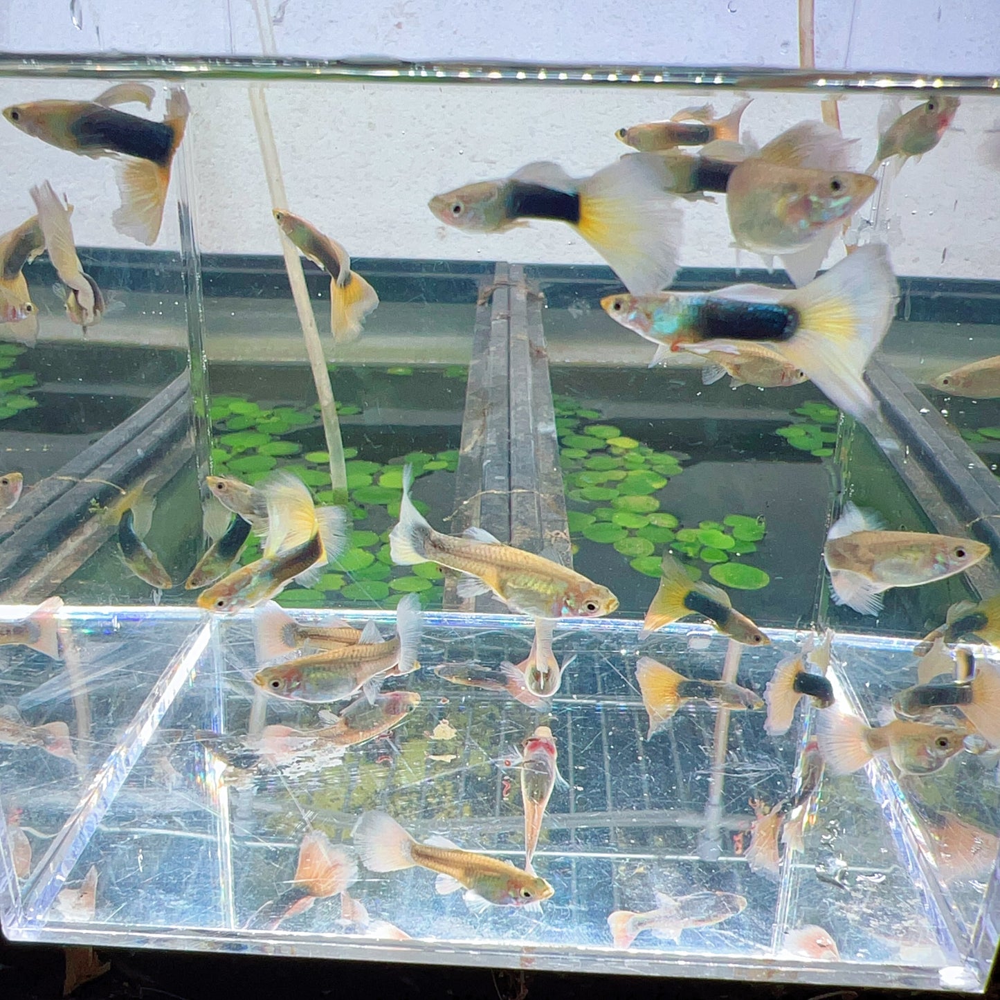 HB yellow guppy