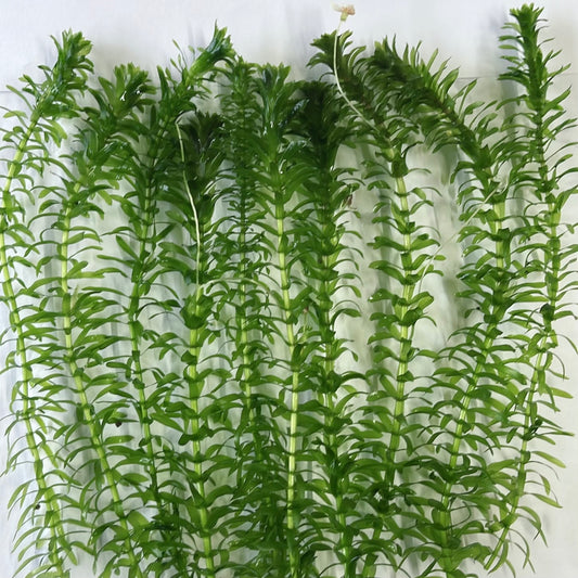 Anacharis Elodea Densa  Live Aquarium Plants  10+ stems buy 2 get 1 free