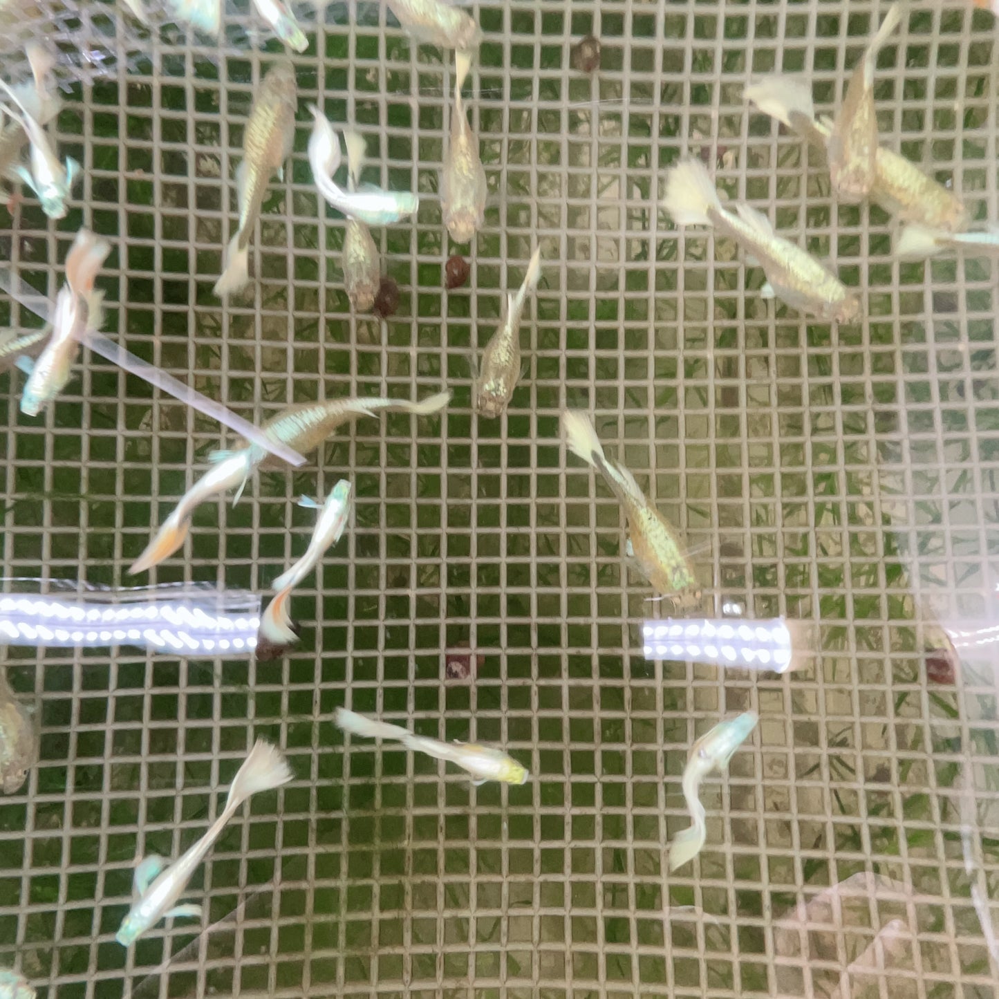 German White guppy