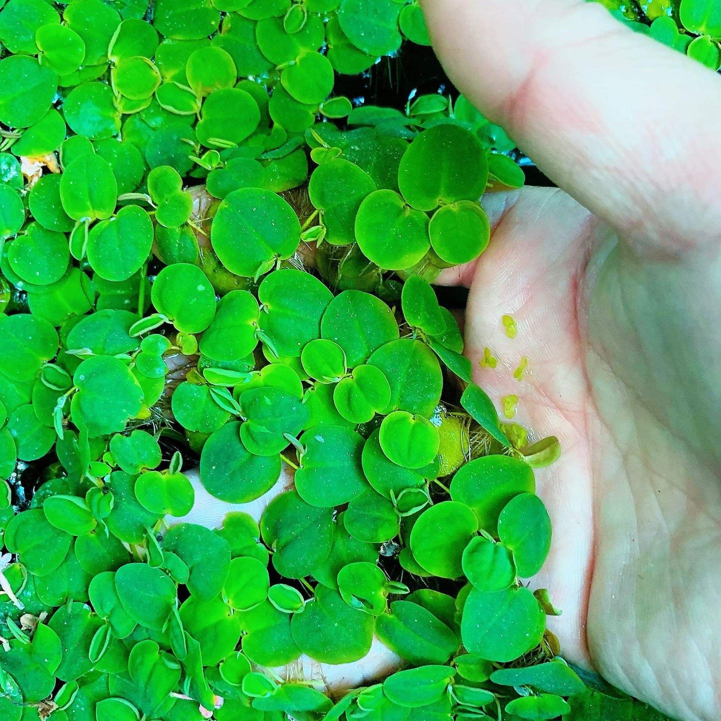 60+ Leaf Red Root Floaters Live  Aquarium Floating Plant Buy 2 Get 1 Free