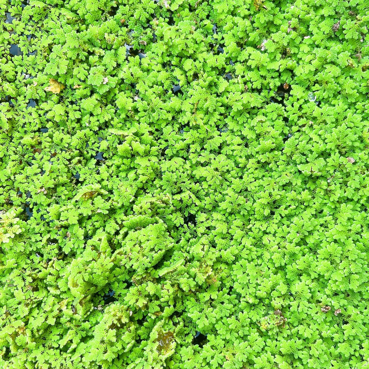 Azolla Fairy Moss (Azolla Filiculoides) Live Aquarium plant BUY 2 GET 1 FREE