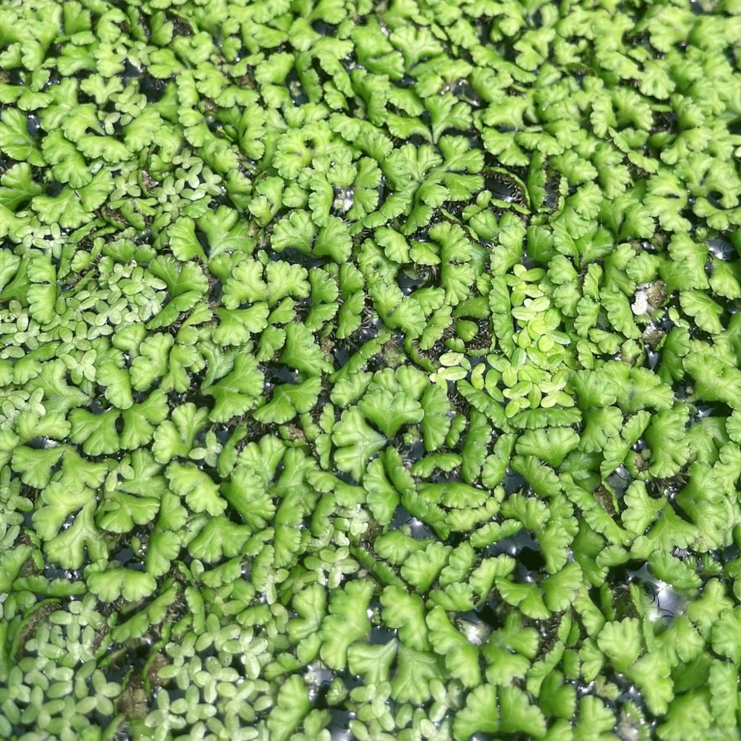 100+ purple fringed riccia & duckweed mixed buy 2 get 1 free