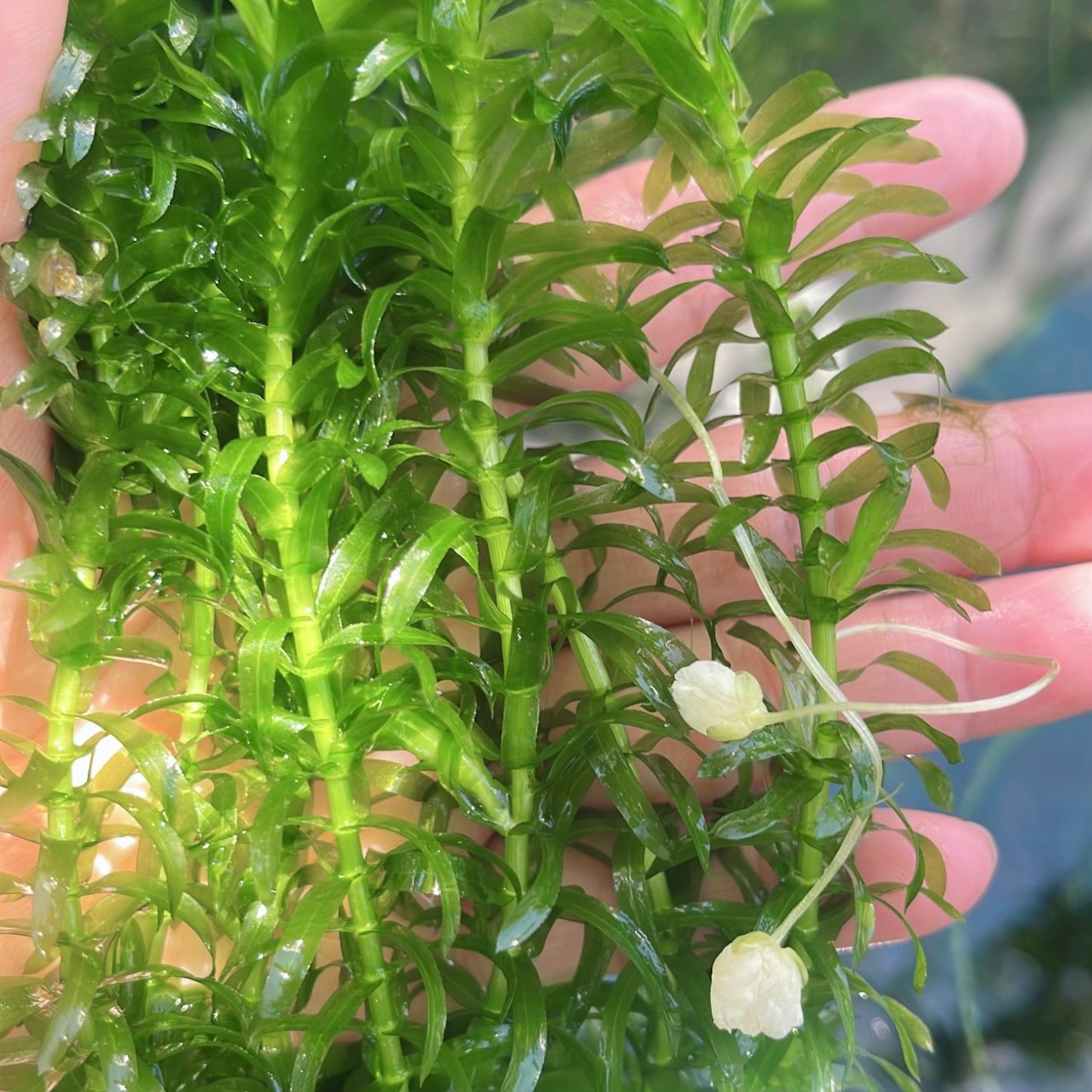 Aquarium Plants Bundle Live Freshwater Stem Plant Combo 6 Types Buy 2 Get 1 Free