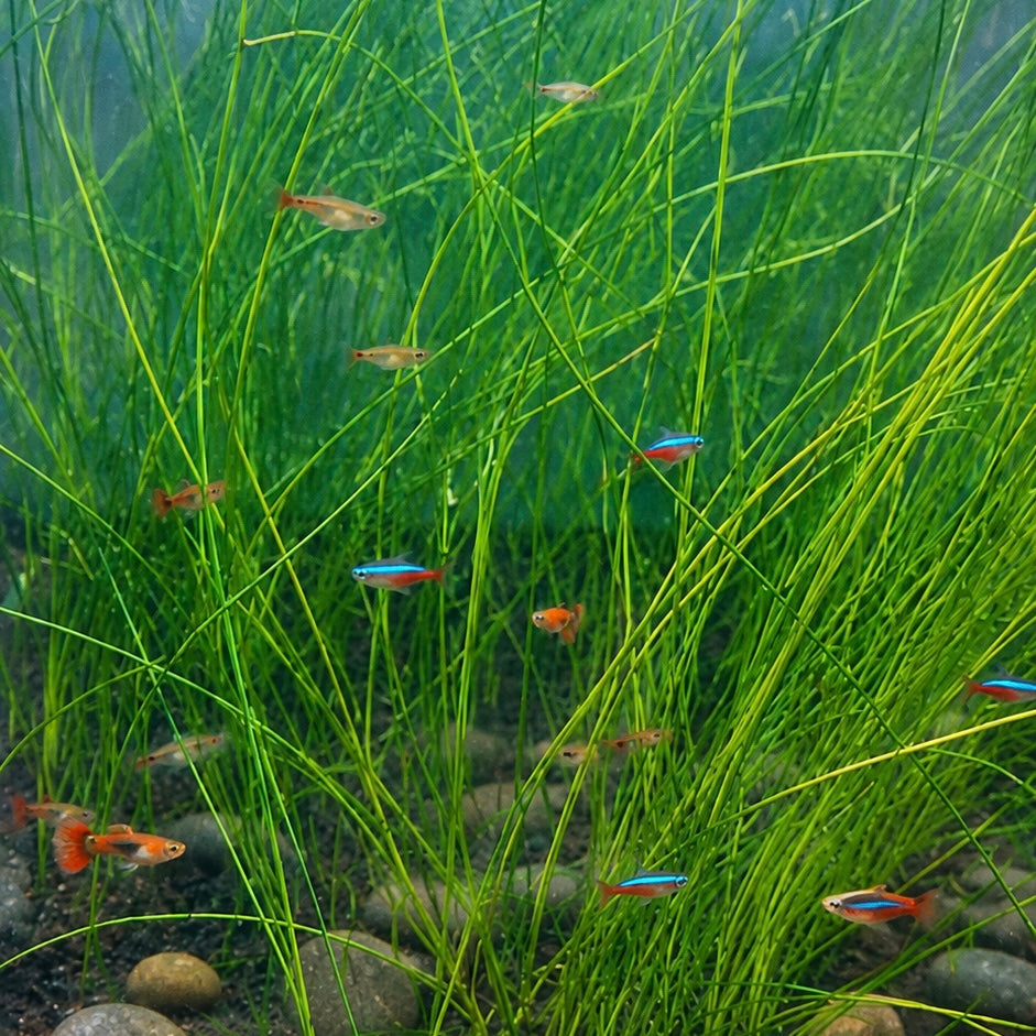 4-in-1 easy live aquarium plant ground cover plant bunch BUY 2 GET 1 FREE