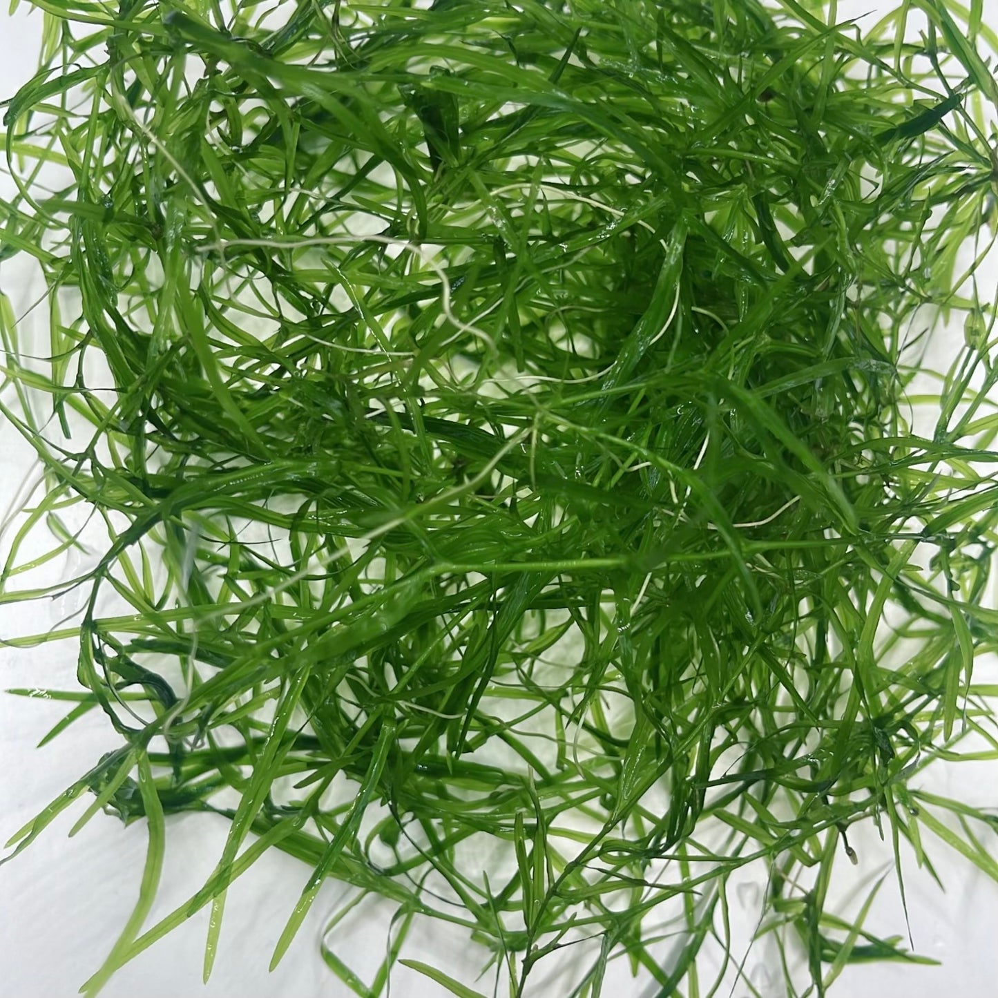 BUY 2 GET 1 Anacharis + Hornwort+ Guppy Grass Bundle Aquarium Plants