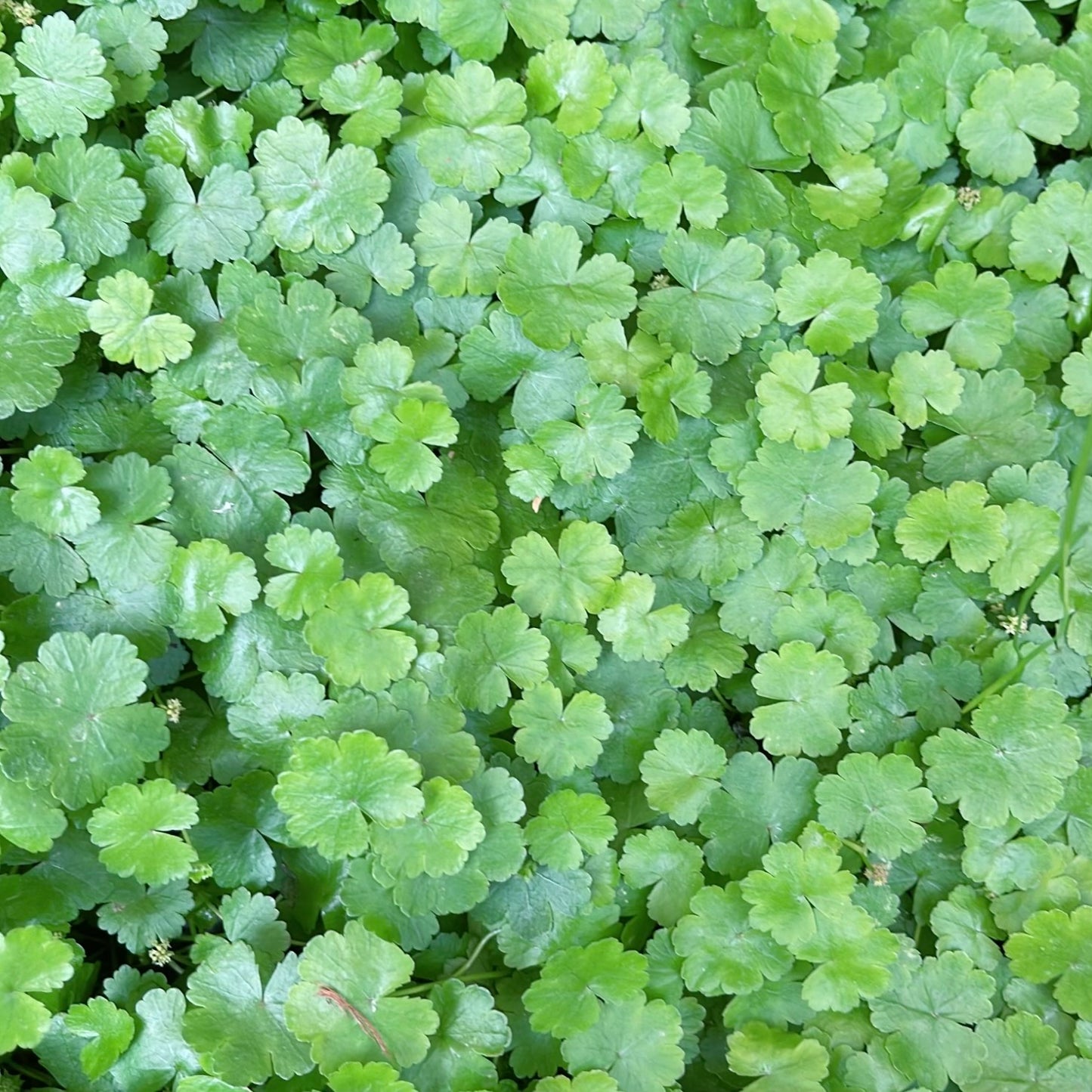 15+ Stems Hydrocotyle Sibthorpioides (Japan dwarf  Pennywort) Buy 2 Get 1 Free