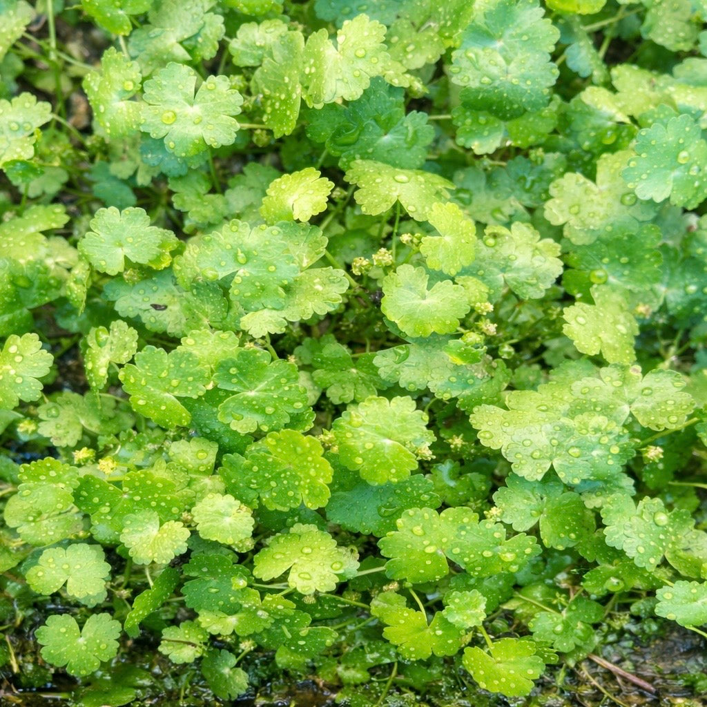 Combo : Japan Pennywort , Bacopa, Guppy Grass Buy 2 Get 1 Free