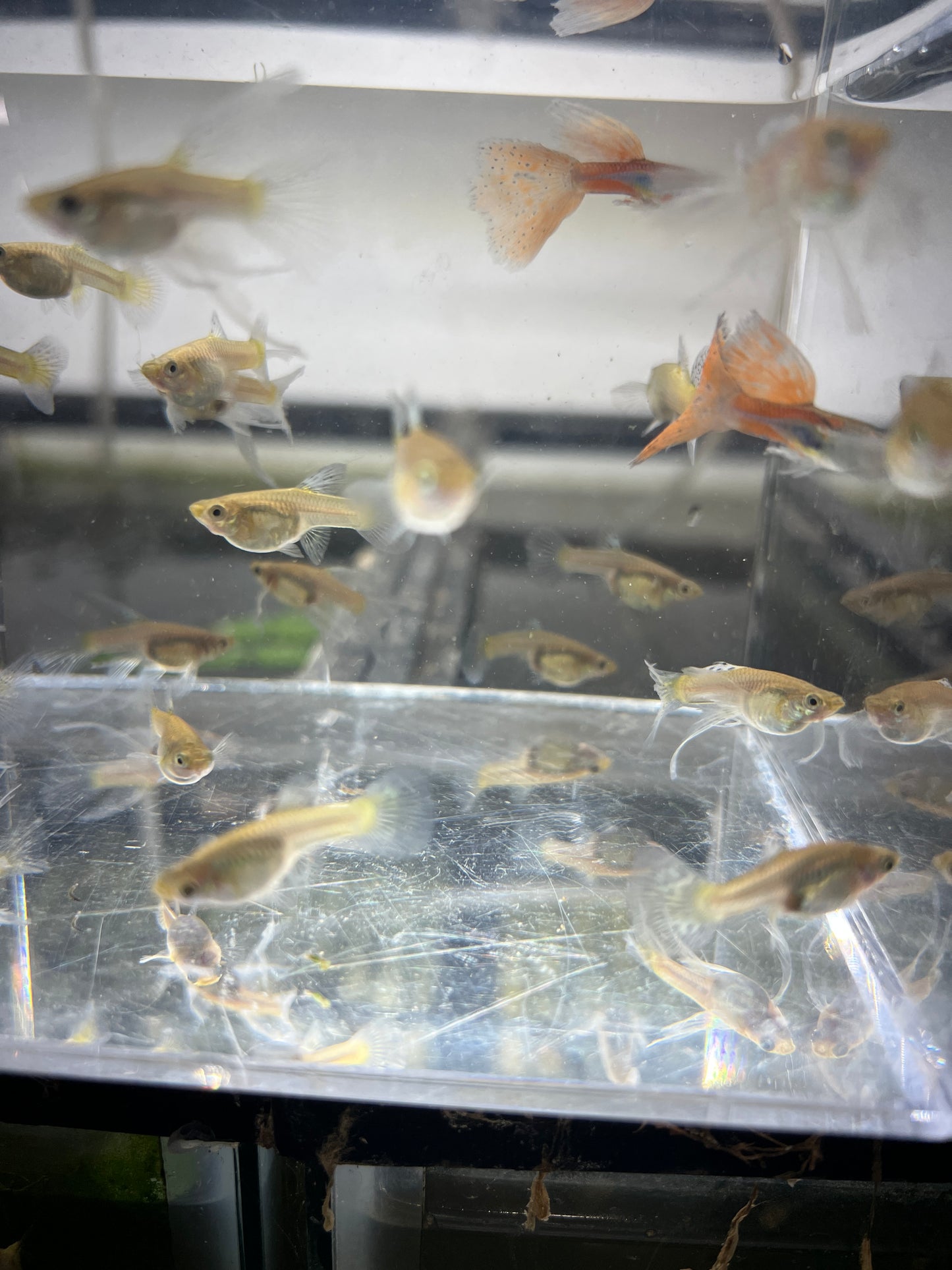 Blue red grass guppy