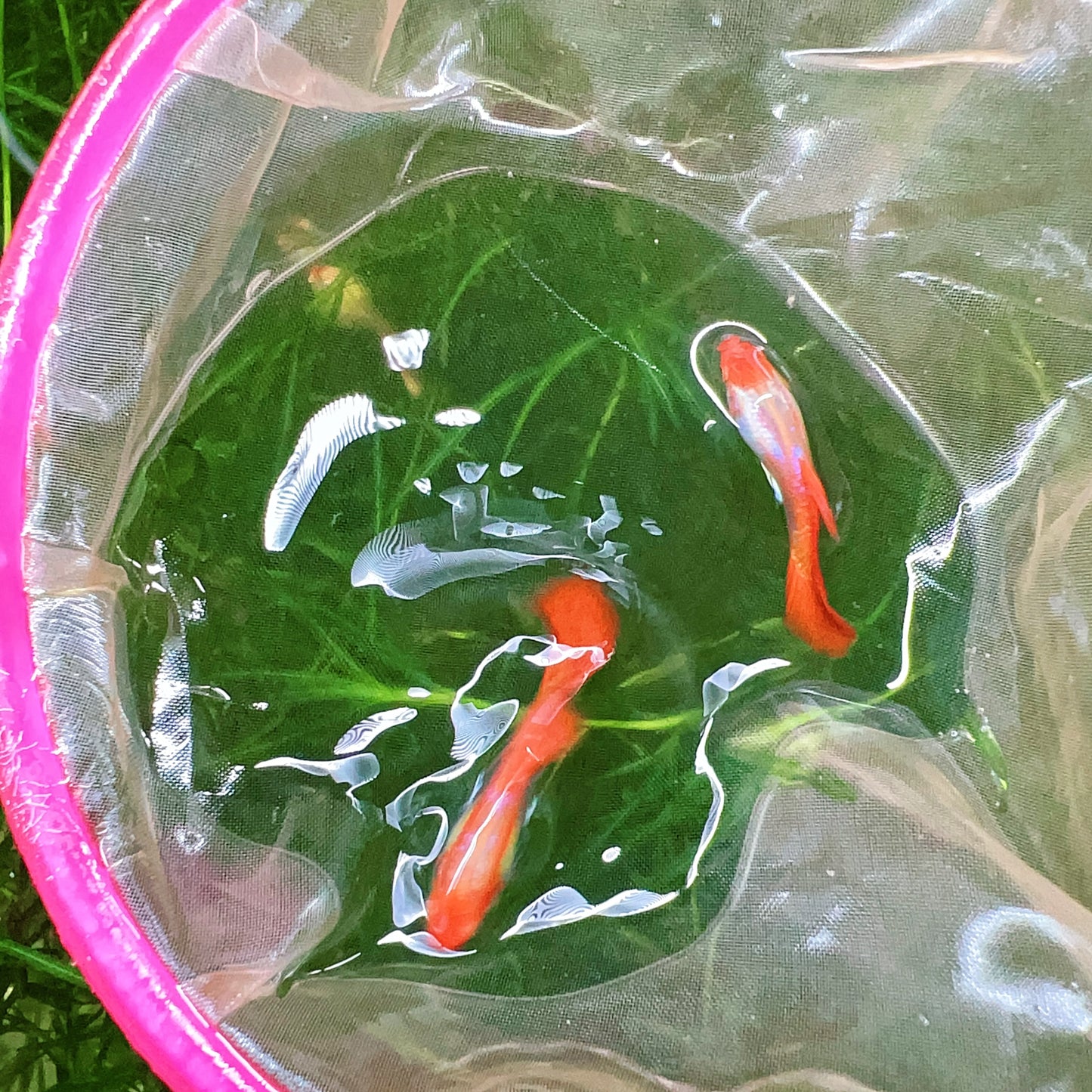 Wild koi guppy
