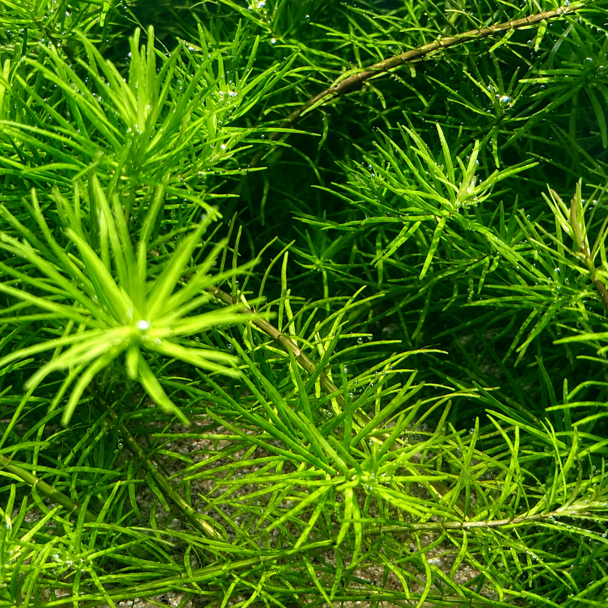 Rotala Nanjenshan Bundle – 8 Stems – Buy 2 Get 1 FREE Live Fresh  Aquarium Plant