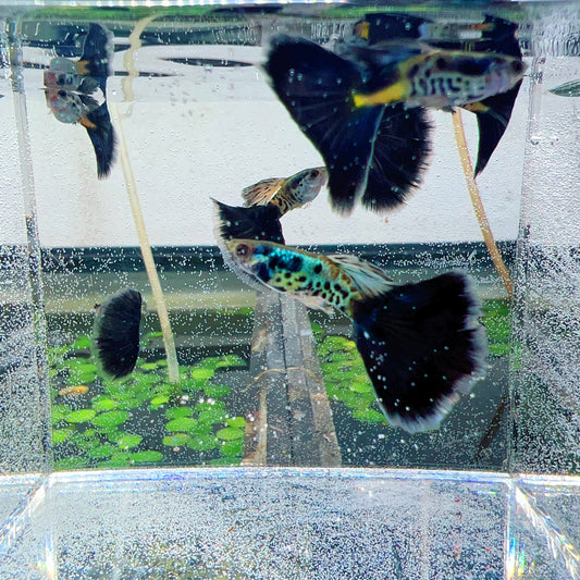 Galaxy blue tail guppy