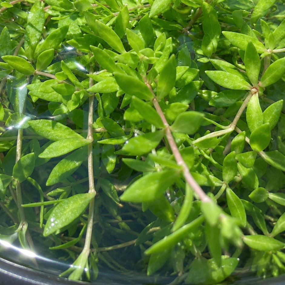 8+ stems Gold Moss Stonecrop( Japan Bitter Herb) live aquarium plant