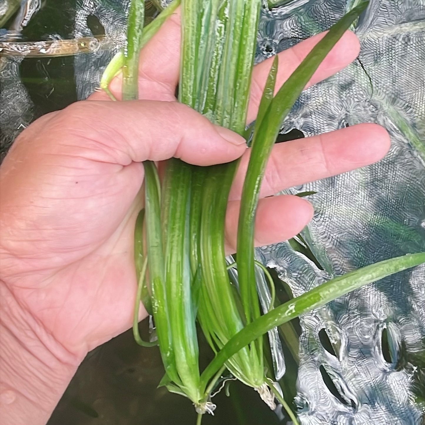 Aquarium Plants Bundle Live Freshwater Stem Plant Combo 6 Types Buy 2 Get 1 Free
