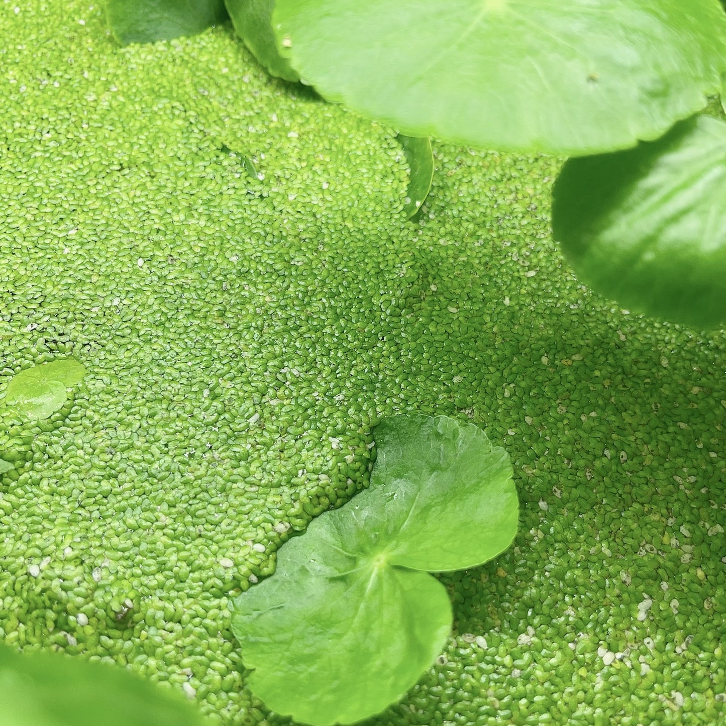 2000+ duckweed live aquarium plants. BUY 2 GET 2 FREE