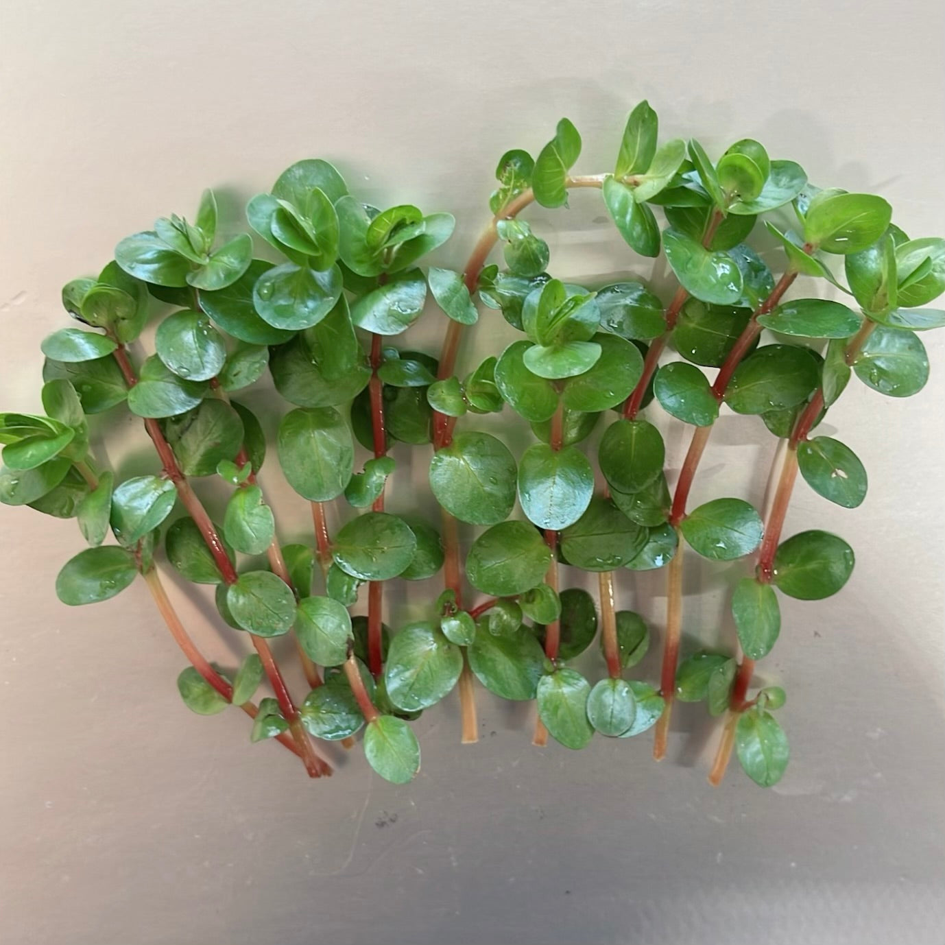Bundle 25+ Stems  6 Species Live Aquarium Plants Package BUY 2 GET 1 FREE