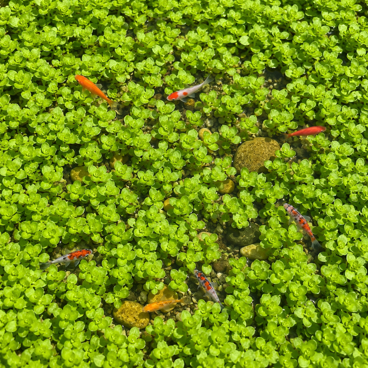 4-in-1 easy live aquarium plant ground cover plant bunch BUY 2 GET 1 FREE