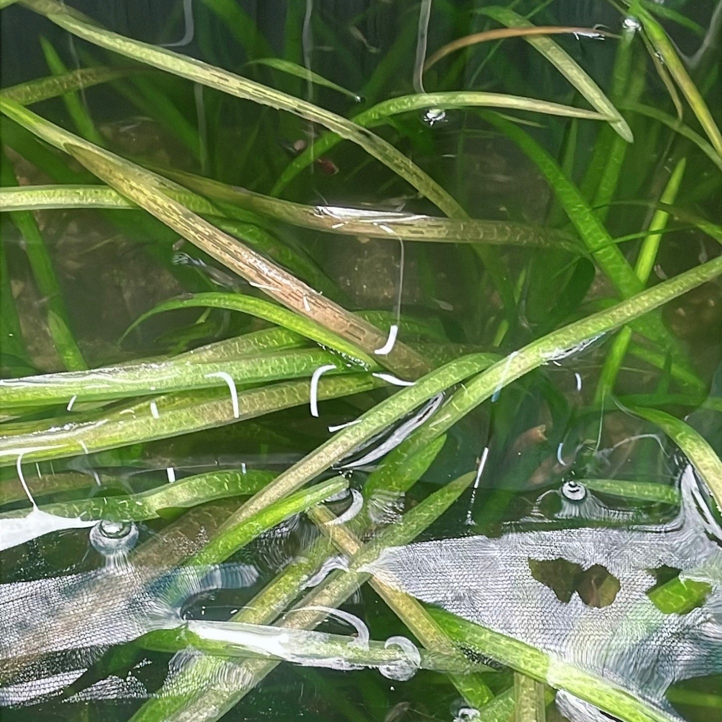 Easy For Beginner Live Aquarium Plant Bundle - 4 Kind Of Plants