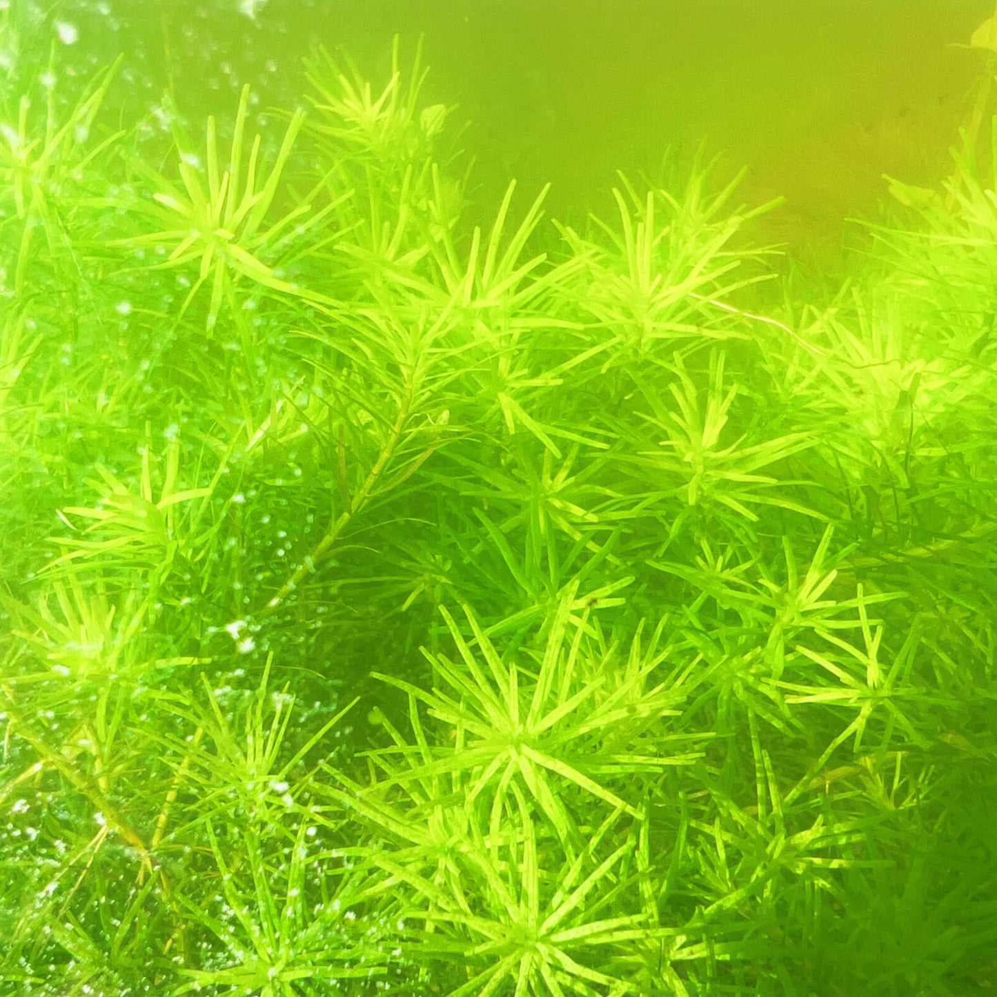 Rotala Nanjenshan Bundle – 8 Stems – Buy 2 Get 1 FREE Live Fresh  Aquarium Plant