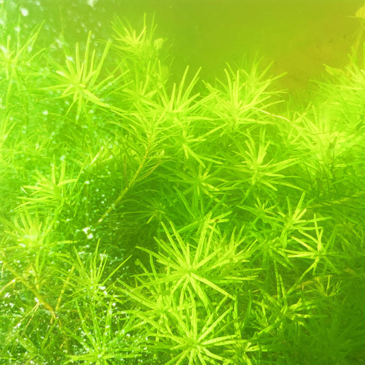 Rotala Nanjenshan Bundle – 8 Stems – Buy 2 Get 1 FREE Live Fresh  Aquarium Plant