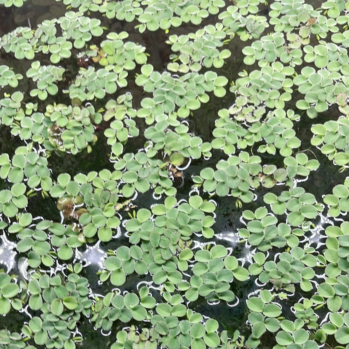 6 Different Species  Floating Plant Combo Mix Live Aquarium  Buy 2 Get 1 Free