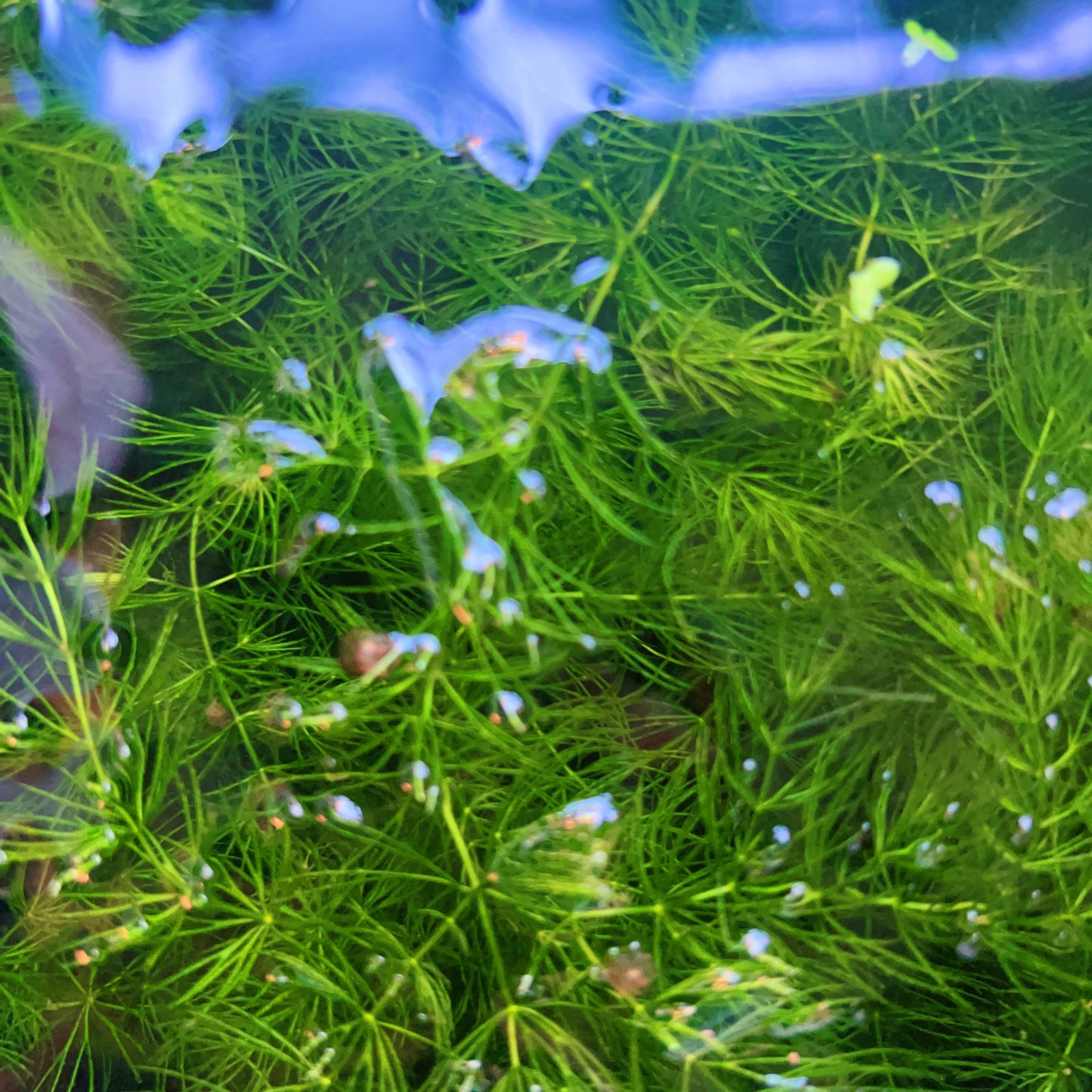 6 stem Hornwort live aquarium plant buy 2 get 1 free