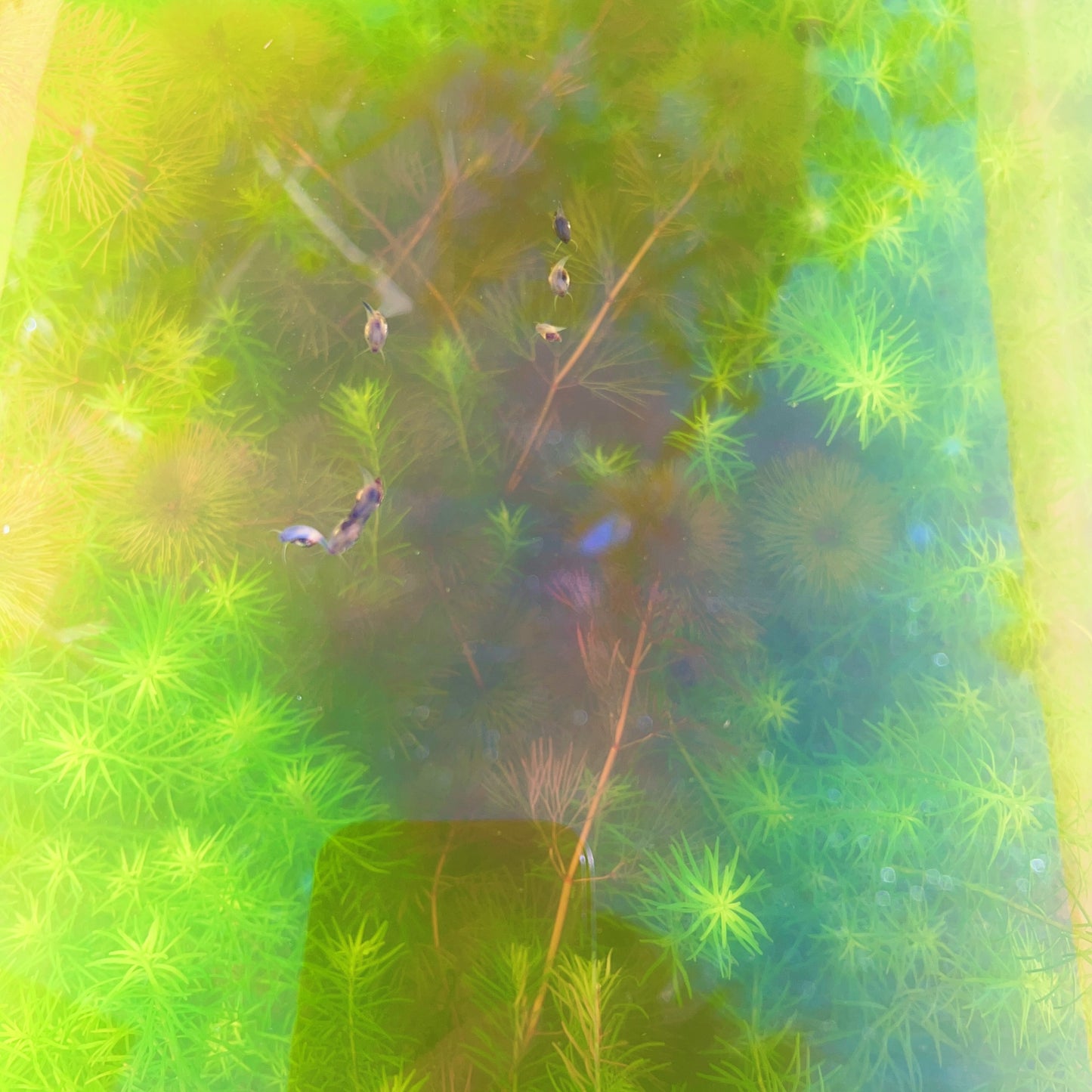 Rotala Nanjenshan Bundle – 8 Stems – Buy 2 Get 1 FREE Live Fresh  Aquarium Plant