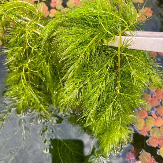 6 stem Hornwort live aquarium plant buy 2 get 1 free