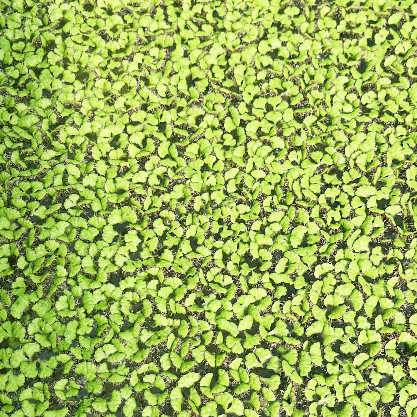 6 Different Species  Floating Plant Combo Mix Live Aquarium  Buy 2 Get 1 Free