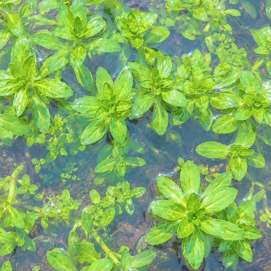 10+ stems Rice Paddy Herb Limnophila live aquarium plant. BUY 2 GET 1 FREE
