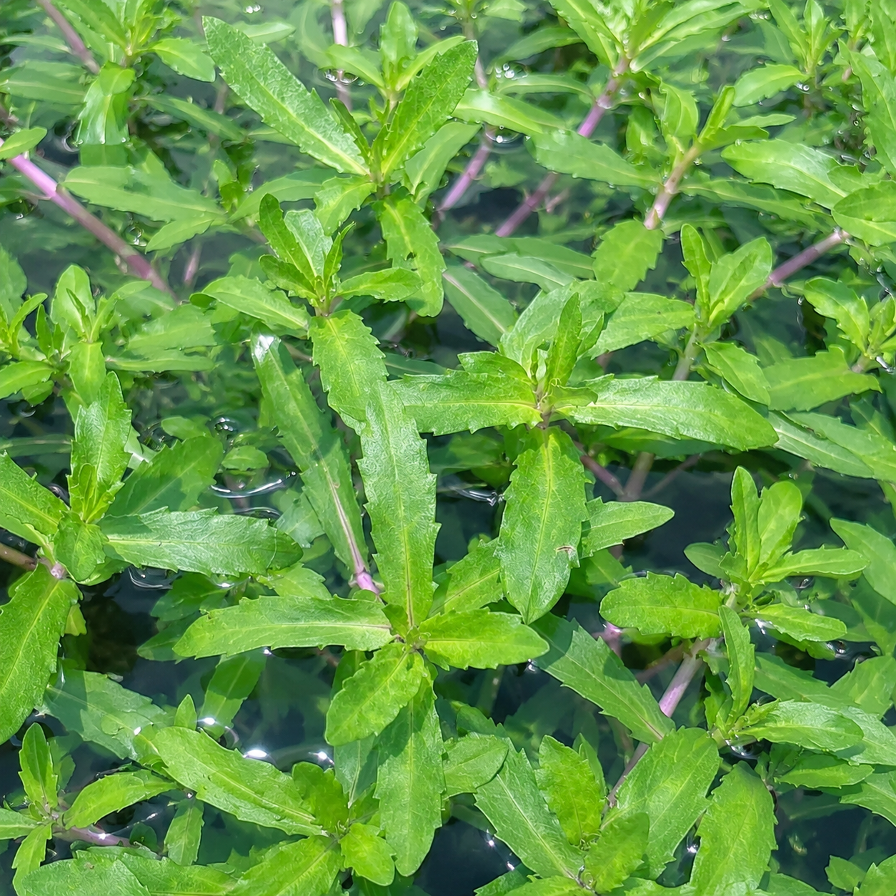 Combo :10 special live aquarium plant . Easy for beginners . BUY 2 GET 1 FREE
