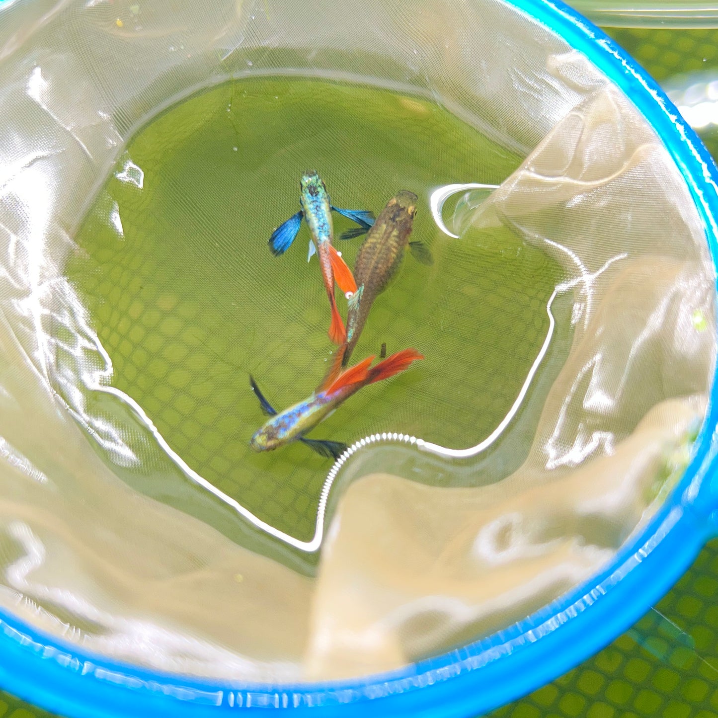Dumbo red tai guppy fish