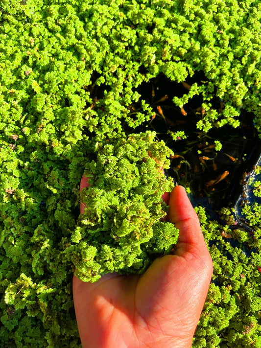 Azolla Fairy Moss (Azolla Filiculoides) Live Aquarium plant BUY 2 GET 1 FREE
