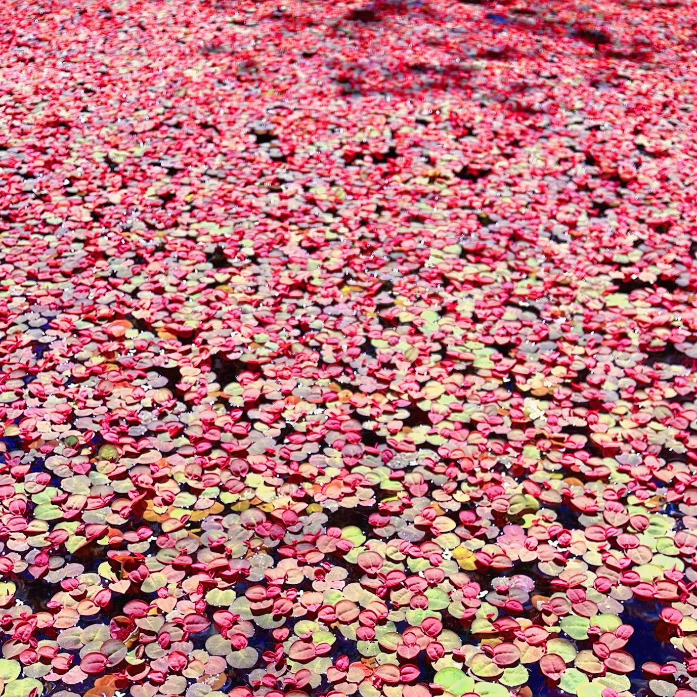 Combo:Red Root+Water Spangles +Giant Duckweed  Live Floating PlantBUY2GET 1 FREE