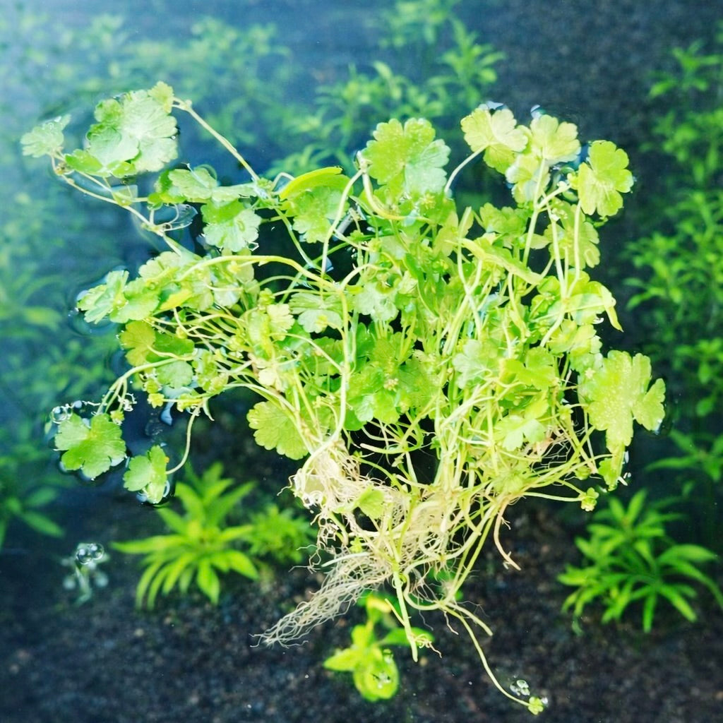 4-in-1 easy live aquarium plant ground cover plant bunch BUY 2 GET 1 FREE